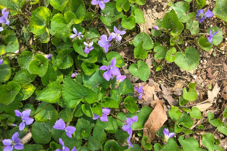 Wildflowers, Hinckley Reservation.